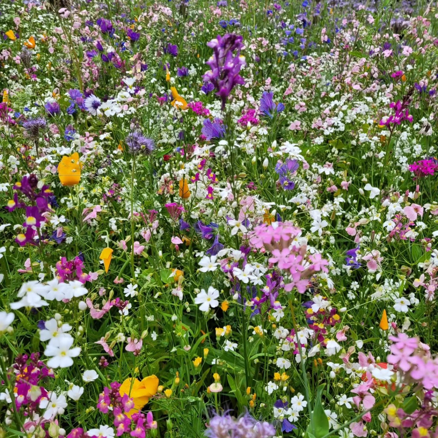 Dicht blühende Wildblumenwiese mit rosa, violetten und weißen Blüten